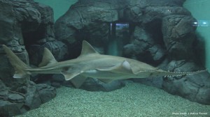 Largetooth sawfish