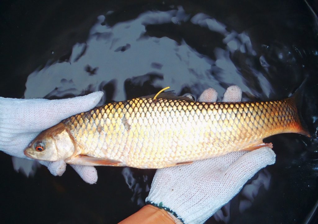 A tagged fish (Cirrhinus mrigala) ready to release in a Fish Conservation Zone