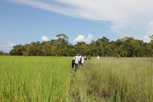 Wetlands field survey