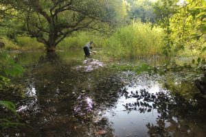 Wetlands field survey