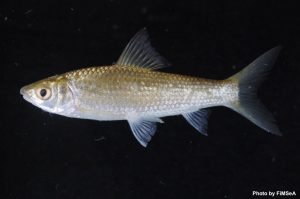 Henicorhynchus lobatus