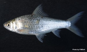 Henicorhynchus siamensis