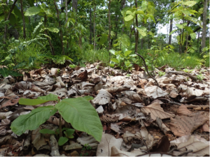 Vietnam dry forest