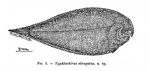 Mekong Blind Sole from Chevey and Pellegrin 1940