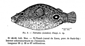 Tetradon from Chevey and Pellegrin 1940