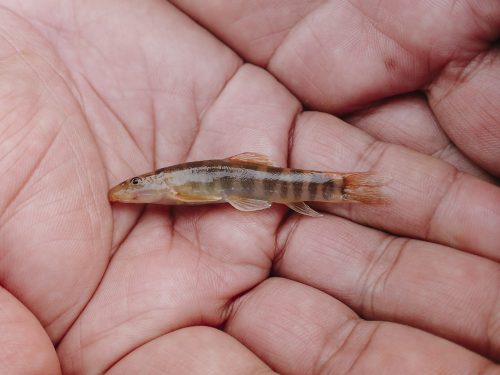 lao-loach