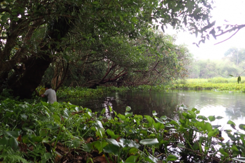 Sampling a wetland in Cambodia