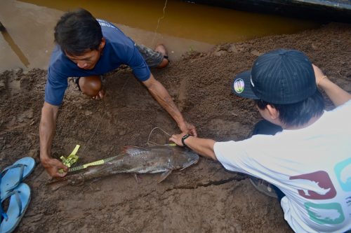 Measuring Fish Length