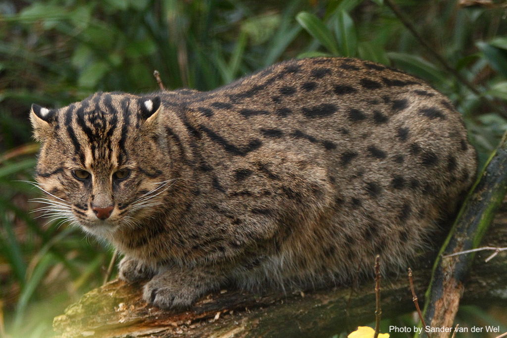 Fishing Cats: The Famed Fish-Loving Felines of Southeastern Asia