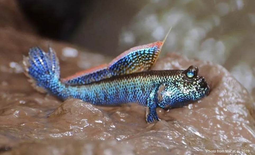 Male-mudskipper-Periophthalmodon-septemradiatus.png