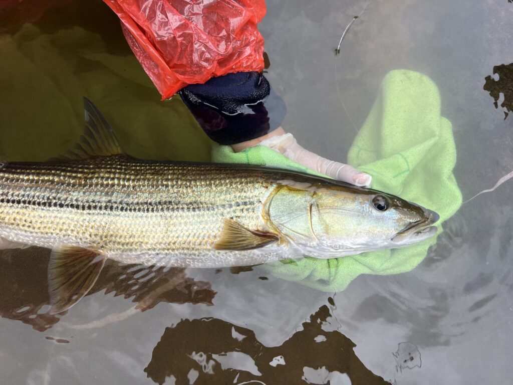 Home - Mekong Fish Network